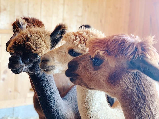 Photo un gros plan d'alpacas dans un hangar