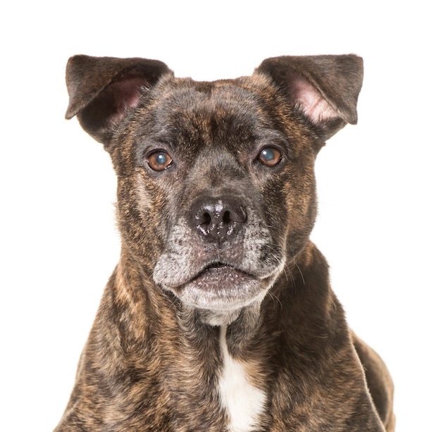 Gros plan, américain, Staffordshire, Terrier, chien