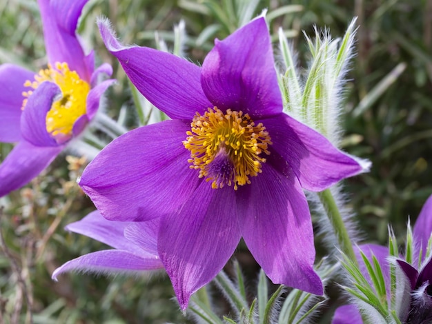 Gros plan d'une anémone pulsatille bleue (Pulsatilla pratensis)