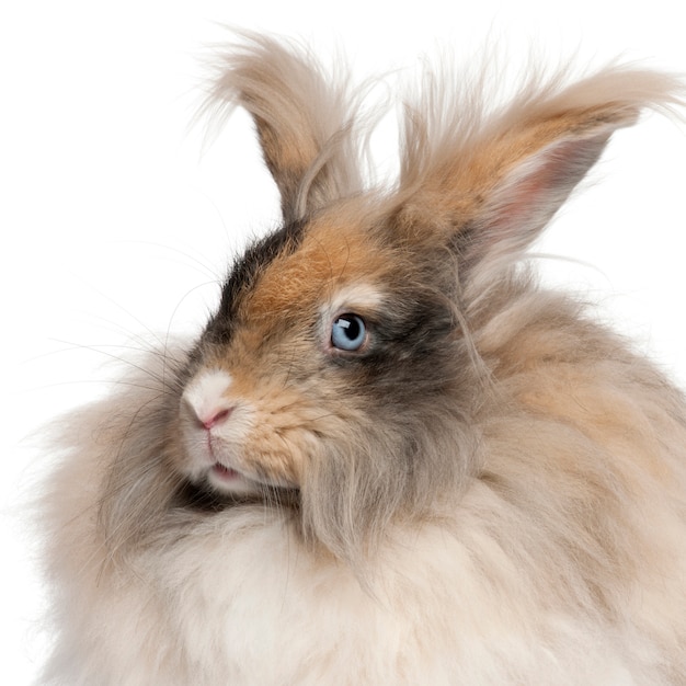 Gros plan, de, anglaise, angora, lapin, devant, fond blanc