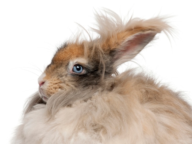 Gros plan, de, anglaise, angora, lapin, devant, fond blanc