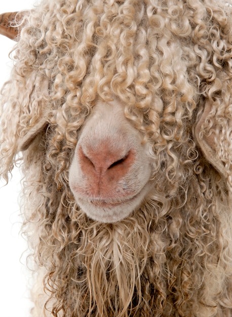 Gros plan, angora, chèvre, devant, fond blanc