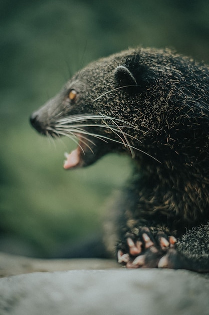 Photo un gros plan d'un animal béant avec sa bouche ouverte