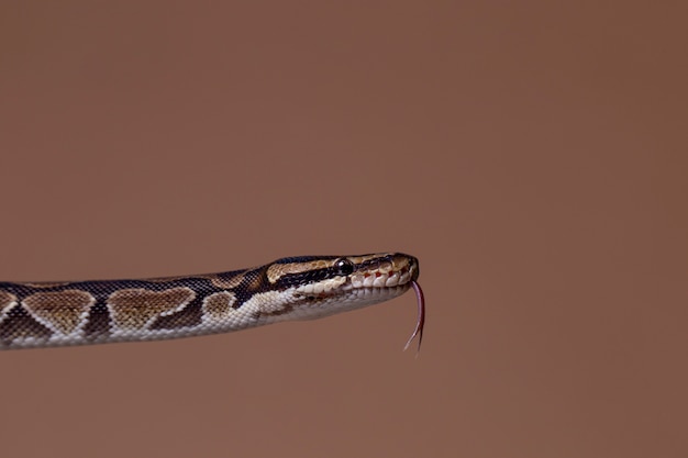 Photo gros plan sur un animal de compagnie serpent