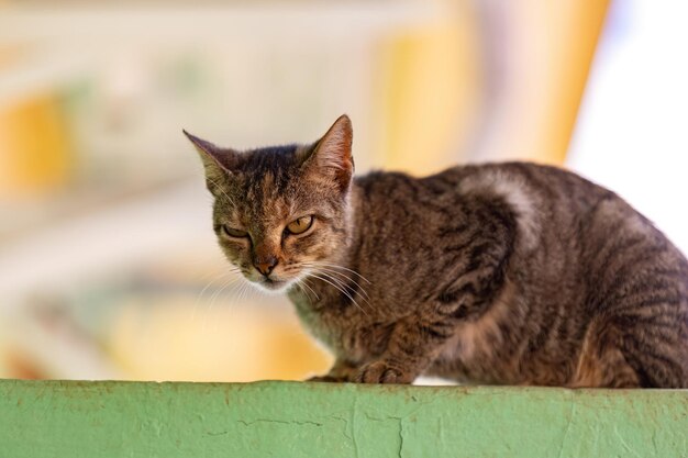 gros plan sur un animal félin mammifère chat abandonné