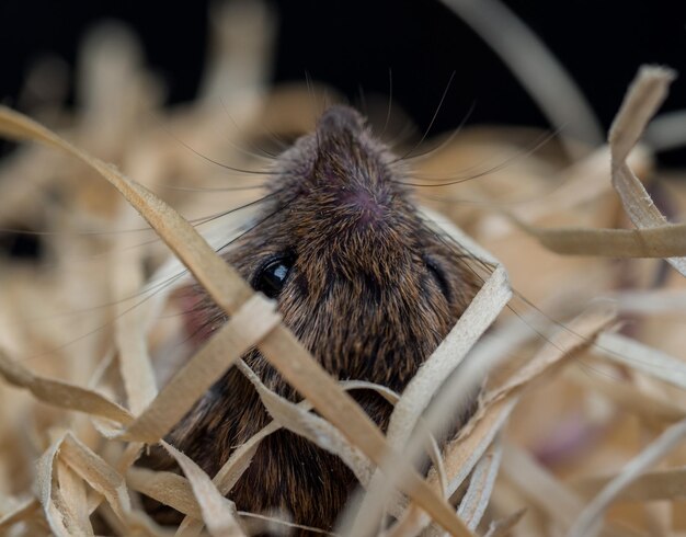 Photo un gros plan d'un animal