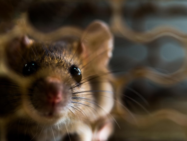 Un gros plan d'un animal