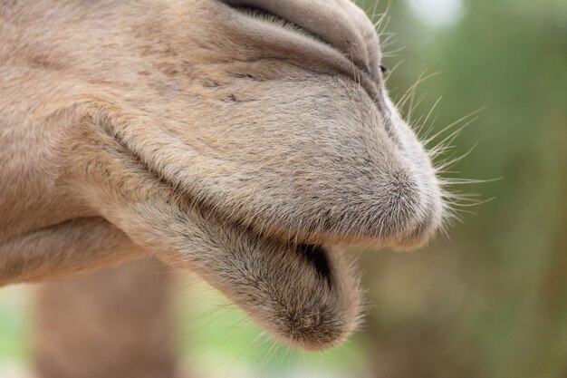 Un gros plan d'un animal