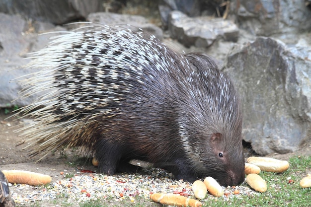 Photo un gros plan d'un animal