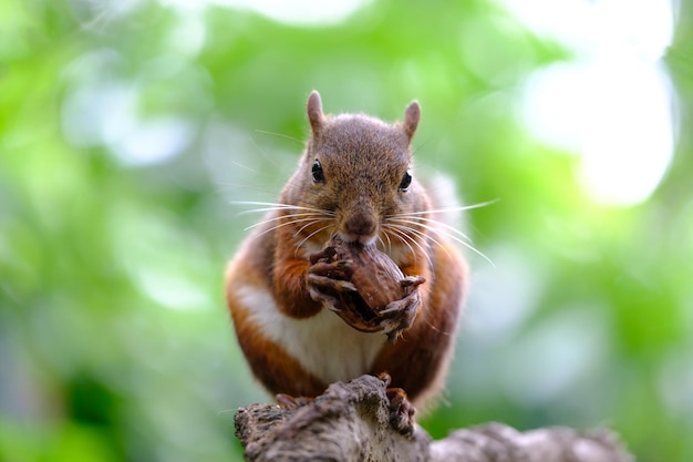 Un gros plan d'un animal