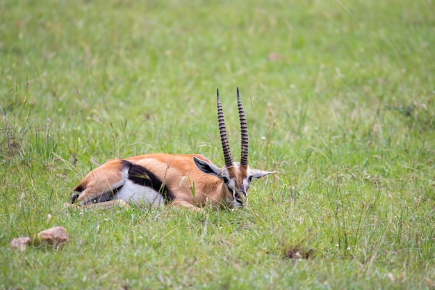 Photo gros plan sur l'antilope dans le champ d'herbe