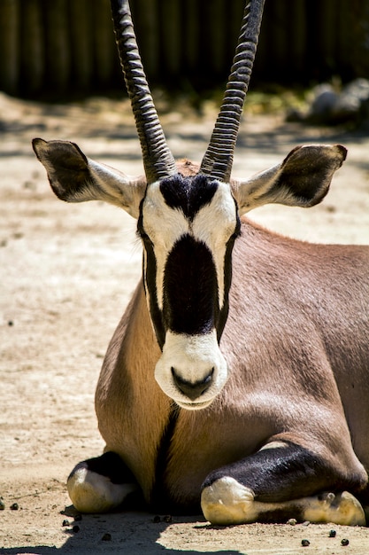 Gros plan sur une antilope gemmes (Oryx gazella) sur un zoo.