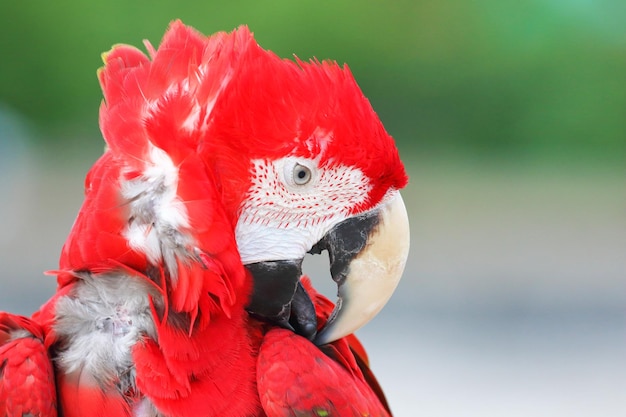 Gros plan sur un ara à ailes vertes. Fond d'animaux