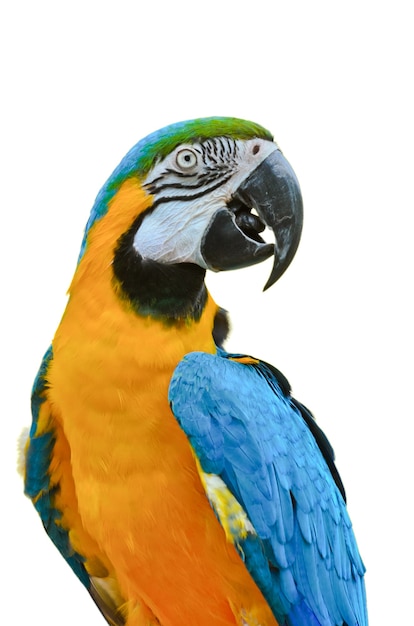 Gros plan Ara bleu et or, nom scientifique Ara ararauna, beau perroquet avec des couleurs bleu et jaune vif, animal ou faune isolé sur fond blanc