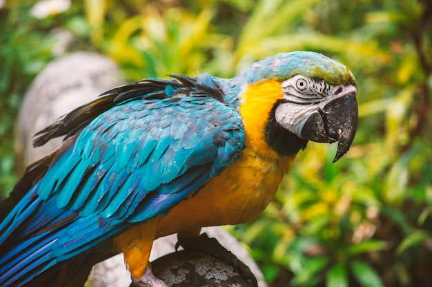 Un gros plan de l'ara dorée et du macaw bleu