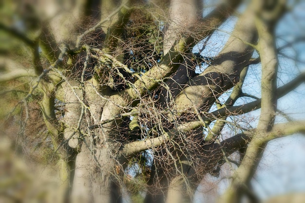 Un gros plan d'une araignée sur un arbre