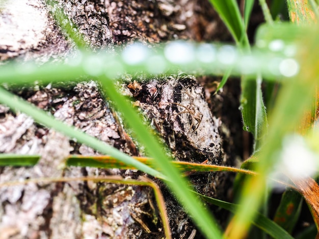 Photo un gros plan d'une araignée sur un arbre