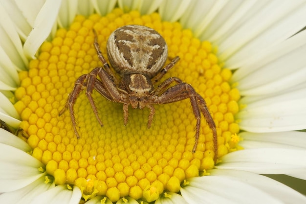 Gros plan d'une araignée crabe commune menaçante, espèce Xysticus sur une marguerite jaune, Leucanthemum vulgare
