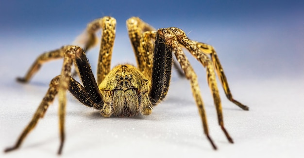 Gros plan d'une araignée dangereuse jaune