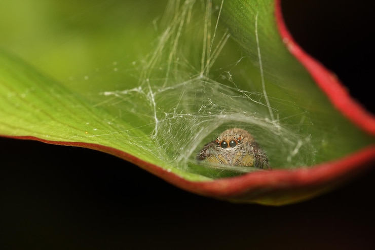 Photo un gros plan d'une araignée sur une feuille