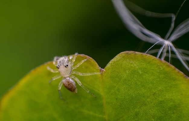 Un gros plan d'une araignée sur une feuille