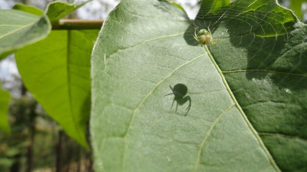 Un gros plan d'une araignée sur une feuille