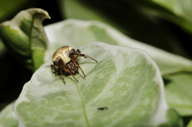 Un gros plan d'une araignée sur une feuille