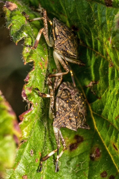 Photo un gros plan d'une araignée sur une feuille