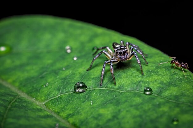 Photo gros plan, de, araignée, sur, a, feuille