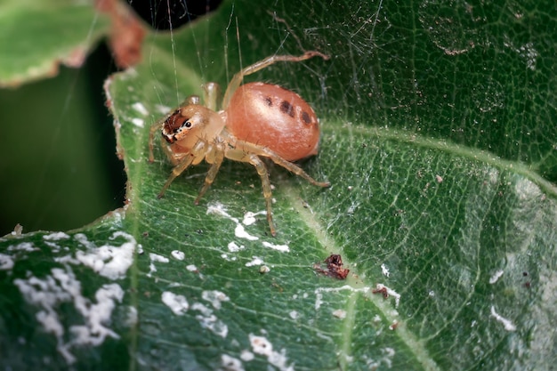 Gros plan, de, araignée, sur, a, feuille