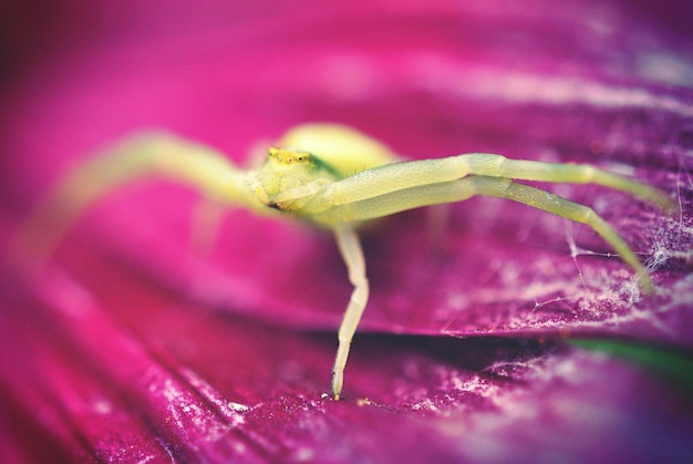 Photo un gros plan d'une araignée sur une fleur rose