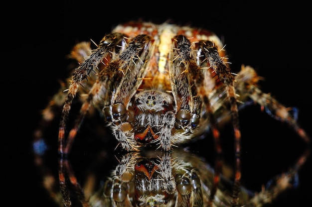 Un gros plan d'araignée sur fond noir
