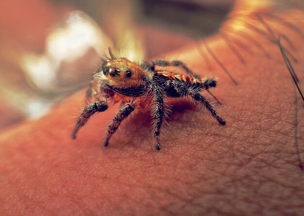 Photo un gros plan de l'araignée à la main