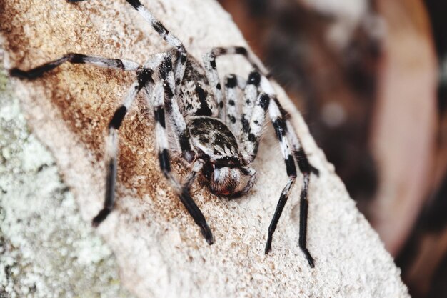 Photo un gros plan d'une araignée sur un rocher