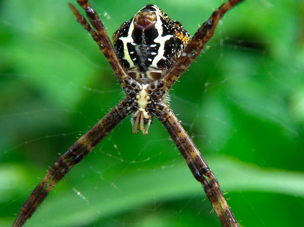 Gros plan d'une araignée sur sa toile