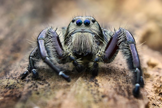 Un gros plan d'une araignée sur le sable