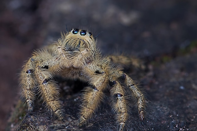 Un gros plan d'une araignée sautant sur un rocher.