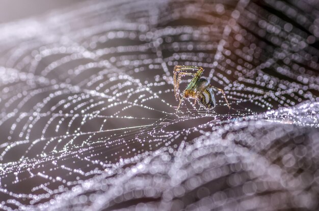 Photo un gros plan d'une araignée sur une toile d'araignée mouillée