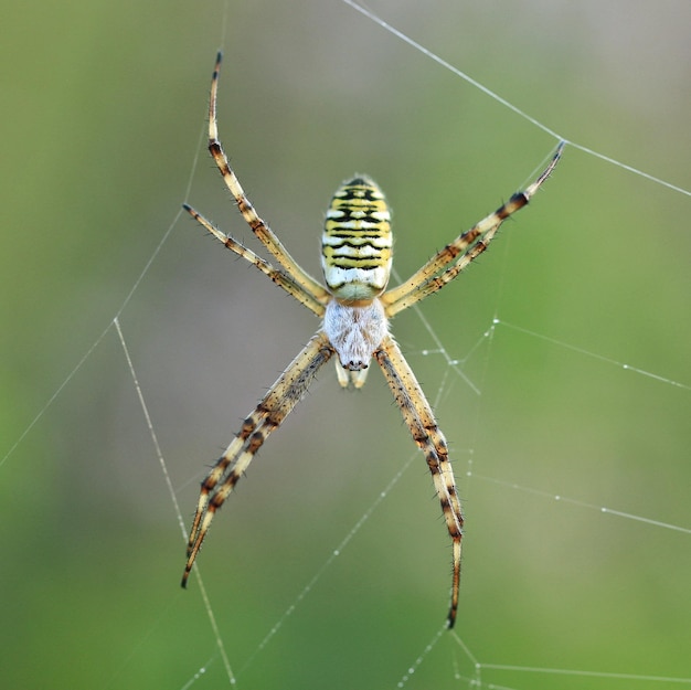 Un gros plan de l'araignée à toile de sphère noire et jaune