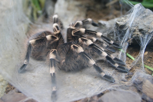 Un gros plan de l'araignée
