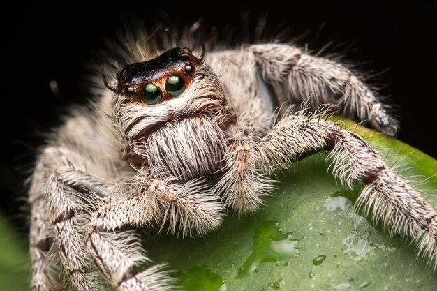 Photo un gros plan de l'araignée