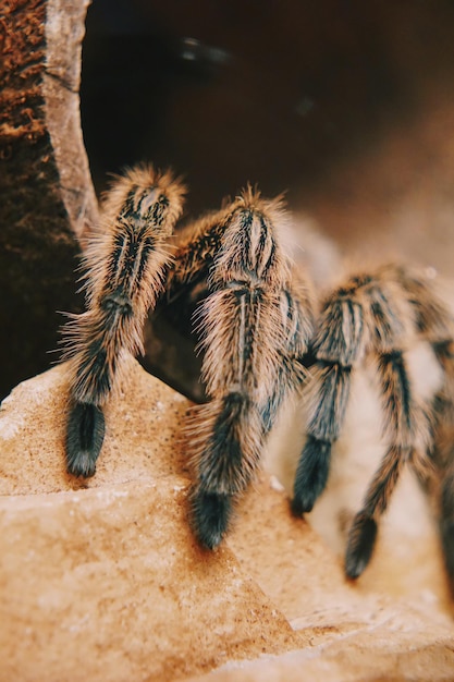 Photo un gros plan de l'araignée