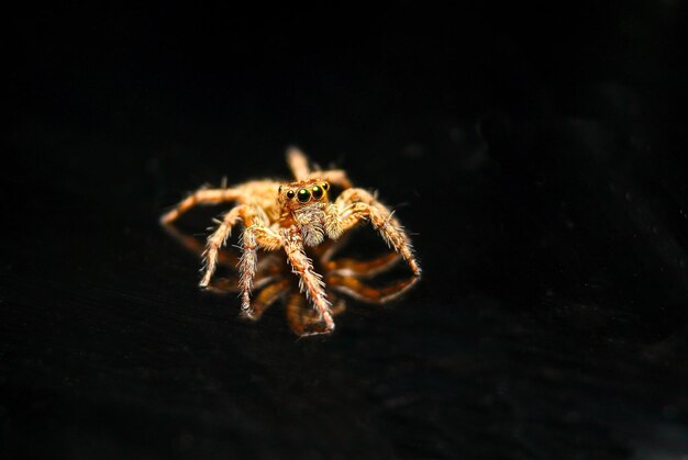 Photo un gros plan de l'araignée