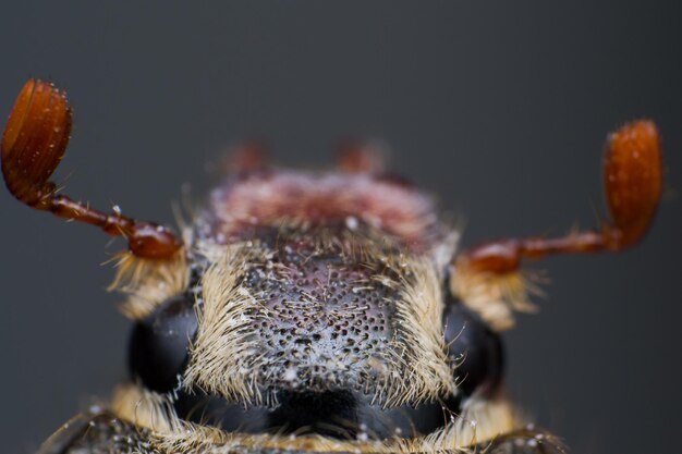 Photo un gros plan de l'araignée