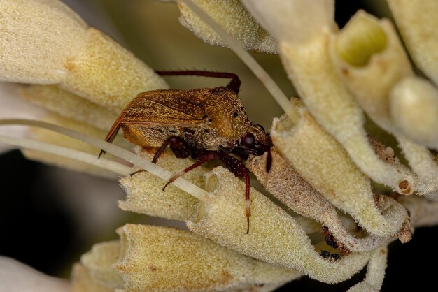 Photo un gros plan de l'araignée