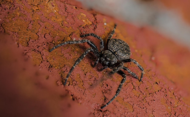 Un gros plan de l'araignée