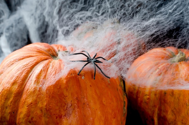 Photo un gros plan de l'araignée