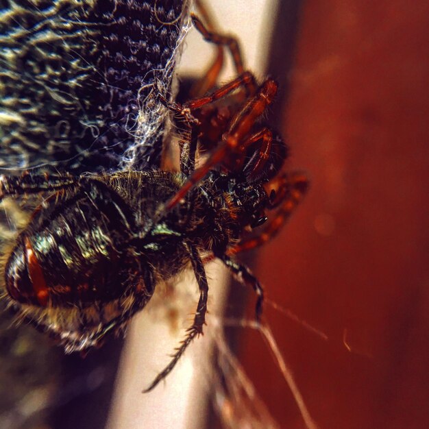 Photo un gros plan de l'araignée