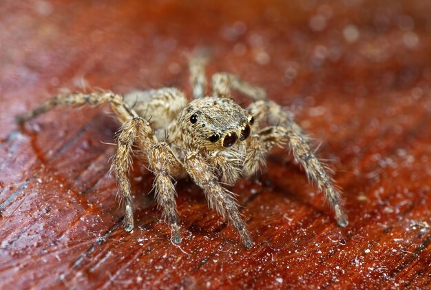 Photo un gros plan de l'araignée