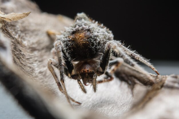 Un gros plan de l'araignée